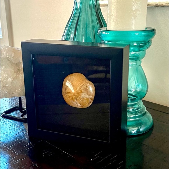 Fossil - Sand dollar fossil framed wall art - Picture 2 of 6